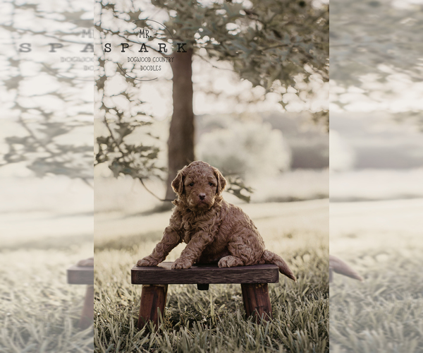 Medium Photo #1 Goldendoodle (Miniature) Breeder Profile in ASH GROVE, MO, USA