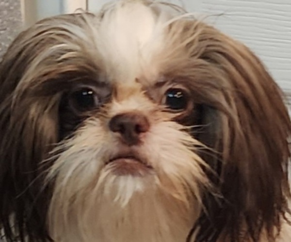 Medium Photo #1 Shih Tzu Breeder Profile in WESLEY CHAPEL, FL, USA