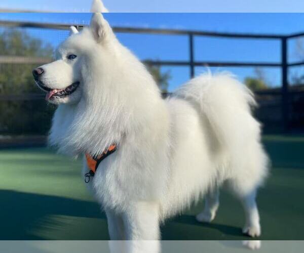 Medium Photo #1 Samoyed Breeder Profile in DALY CITY, CA, USA