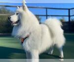 Small Photo #1 Samoyed Breeder Profile in DALY CITY, CA, USA