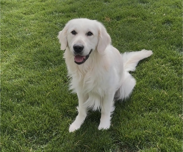 Medium Photo #2 English Cream Golden Retriever Breeder Profile in SPOTSYLVANIA, VA, USA