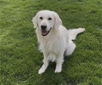 Small Photo #2 English Cream Golden Retriever Breeder Profile in SPOTSYLVANIA, VA, USA