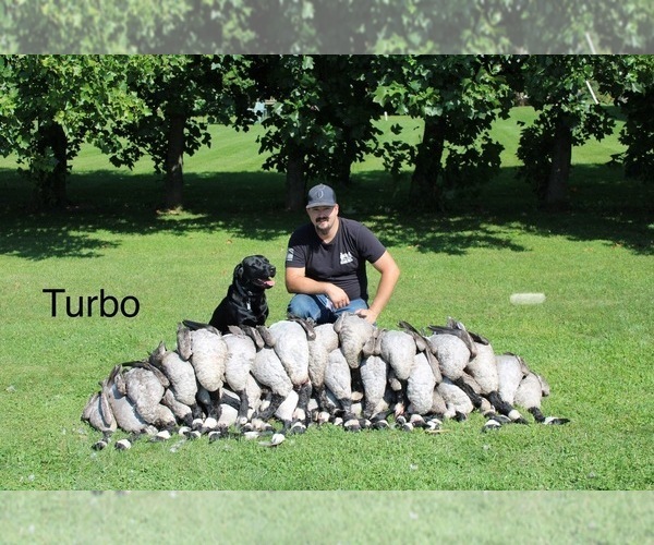 Medium Photo #2 Labrador Retriever Breeder Profile in FREDERICKSBG, OH, USA