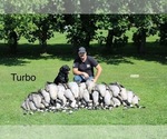 Small Photo #2 Labrador Retriever Breeder Profile in FREDERICKSBG, OH, USA