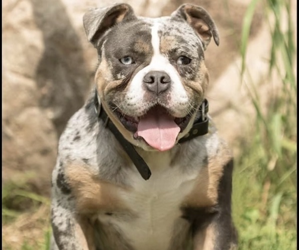 Medium Photo #1 Olde English Bulldogge Breeder Profile in CHETEK, WI, USA