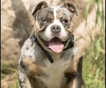 Small Photo #2 Olde English Bulldogge Breeder Profile in CHETEK, WI, USA