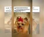 Small Photo #1 Yorkshire Terrier Breeder Profile in KEITHVILLE, LA, USA