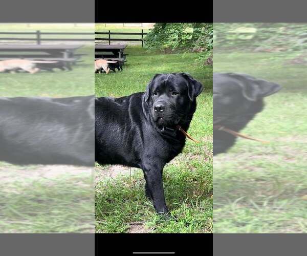Medium Photo #1 Labrador Retriever Breeder Profile in HOLLY SPRINGS, NC, USA
