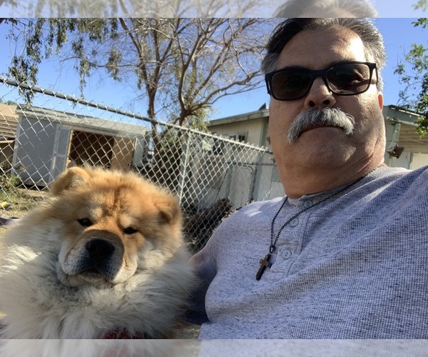 Medium Photo #2 Chow Chow Breeder Profile in FONTANA, CA, USA