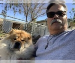 Small Photo #2 Chow Chow Breeder Profile in FONTANA, CA, USA