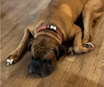 Small Photo #5 Boxer Breeder Profile in LANSING, MI, USA