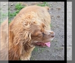 Small Photo #1 Cocker Spaniel Breeder Profile in HOLYOKE, MA, USA