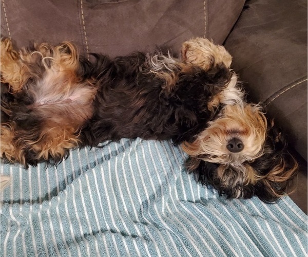 Medium Photo #3 Bernedoodle (Miniature) Breeder Profile in LEETONIA, OH, USA