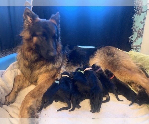 Medium Photo #5 German Shepherd Dog Breeder Profile in PINON HILLS, CA, USA