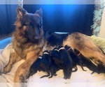 Small Photo #5 German Shepherd Dog Breeder Profile in PINON HILLS, CA, USA