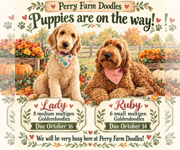 Medium Photo #1 Goldendoodle mix (+ Poodle Standard) Breeder Profile in GR BLANC, MI, USA