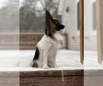 Small Photo #2 Papillon Breeder Profile in BROOKLYN, NY, USA