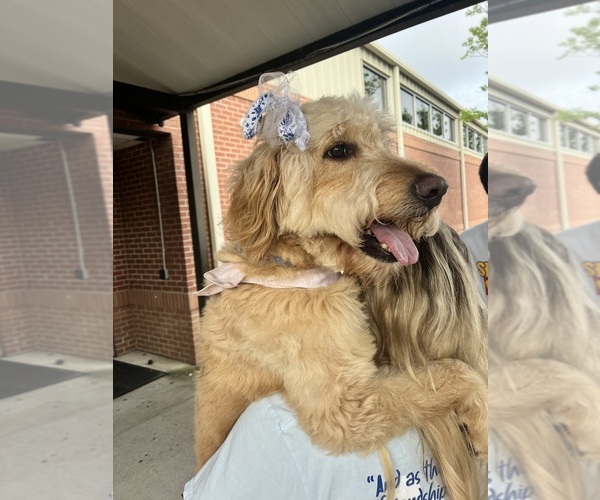 Medium Photo #1 Goldendoodle mix (+ Poodle Standard) Breeder Profile in HATTIESBURG, MS, USA