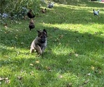 Small Photo #13 German Shepherd Dog Breeder Profile in PERKINSVILLE, VT, USA
