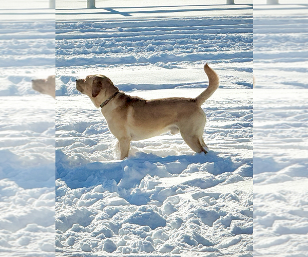 Medium Photo #1 Labrador Retriever Breeder Profile in BILLINGS, MT, USA
