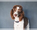 Small Photo #1 Bernedoodle Breeder Profile in BONNERS FERRY, ID, USA