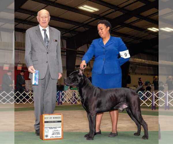 Medium Photo #16 Cane Corso Breeder Profile in BEAVERDAM, VA, USA
