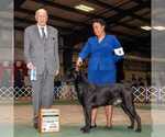 Small Photo #16 Cane Corso Breeder Profile in BEAVERDAM, VA, USA