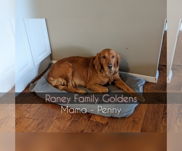 Medium Photo #1 Golden Retriever Breeder Profile in LABADIE, MO, USA