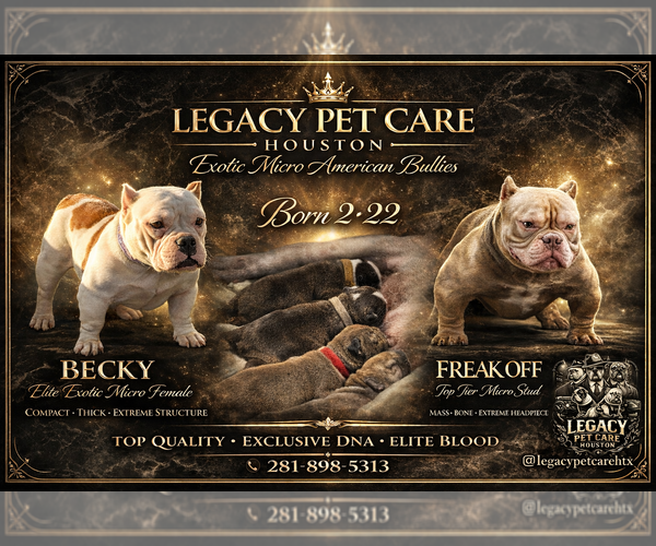 Medium Photo #1 American Bully Breeder Profile in HOUSTON, TX, USA