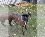 Small Photo #1 Boxer Breeder Profile in LANSING, MI, USA
