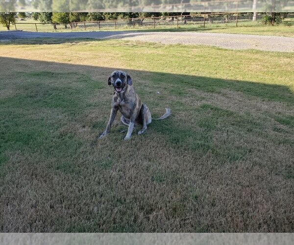 Medium Photo #2 Anatolian Shepherd Breeder Profile in CUMBY, TX, USA
