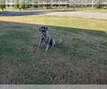Small Photo #2 Anatolian Shepherd Breeder Profile in CUMBY, TX, USA