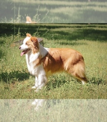 Mother's photo