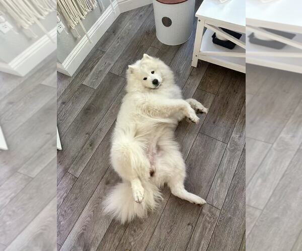 Medium Photo #15 Samoyed Breeder Profile in DALY CITY, CA, USA
