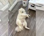 Small Photo #15 Samoyed Breeder Profile in DALY CITY, CA, USA