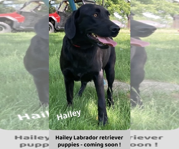 Medium Photo #17 Labrador Retriever Breeder Profile in FREDERICKSBG, OH, USA