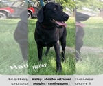 Small Photo #17 Labrador Retriever Breeder Profile in FREDERICKSBG, OH, USA