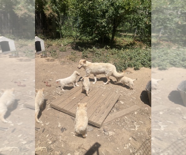 Medium Photo #18 Swiss Shepherd-Timber Wolf Mix Breeder Profile in MAD RIVER, CA, USA