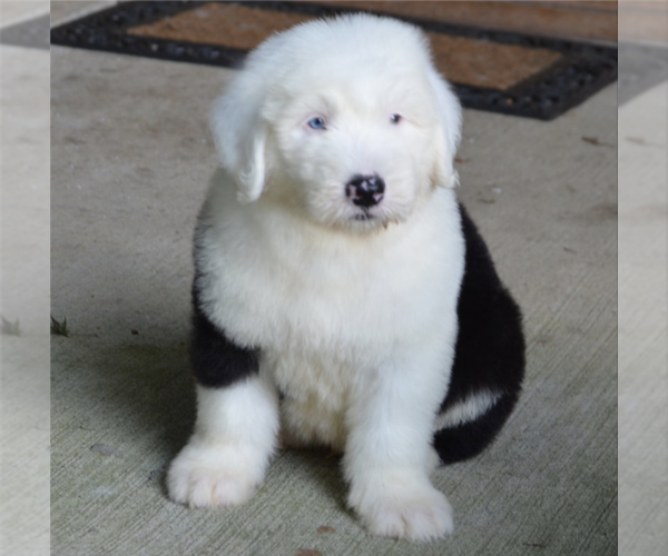 Medium Photo #1 Old English Sheepdog Breeder Profile in WAKE FOREST, NC, USA