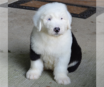 Small Photo #1 Old English Sheepdog Breeder Profile in WAKE FOREST, NC, USA