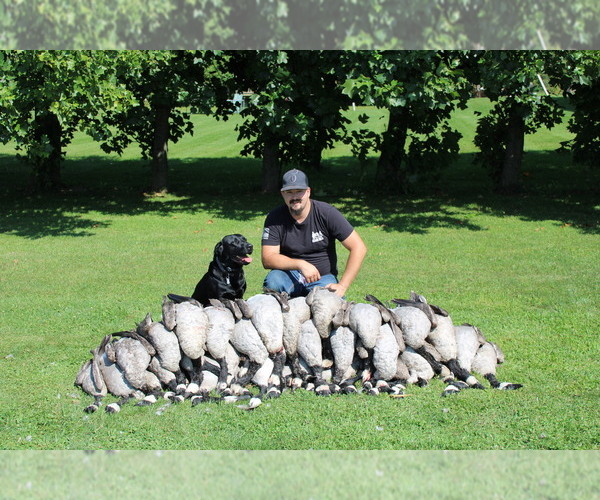 Medium Photo #3 Labrador Retriever Breeder Profile in FREDERICKSBG, OH, USA