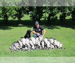 Small Photo #3 Labrador Retriever Breeder Profile in FREDERICKSBG, OH, USA