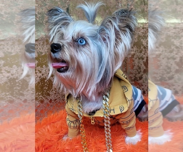 Medium Photo #1 Yorkshire Terrier Breeder Profile in HARKER HEIGHTS, TX, USA