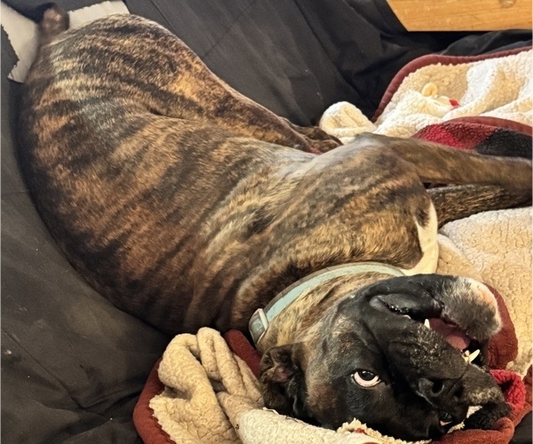 Medium Photo #10 Boxer Breeder Profile in LANSING, MI, USA