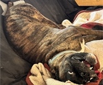 Small Photo #10 Boxer Breeder Profile in LANSING, MI, USA