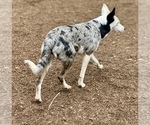Small Photo #6 Border Kelpie Breeder Profile in CAMAS, WA, USA