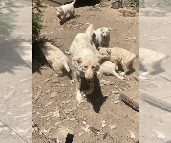 Medium Photo #9 Swiss Shepherd-Timber Wolf Mix Breeder Profile in MAD RIVER, CA, USA