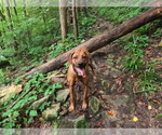 Small Photo #5 Rhodesian Ridgeback Breeder Profile in ONEIDA, TN, USA