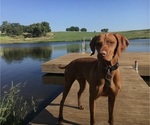 Small Photo #3 Vizsla Breeder Profile in GREENFIELD, IA, USA