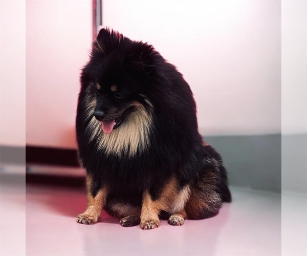 Medium Photo #1 Pomeranian Breeder Profile in JOLIET, IL, USA